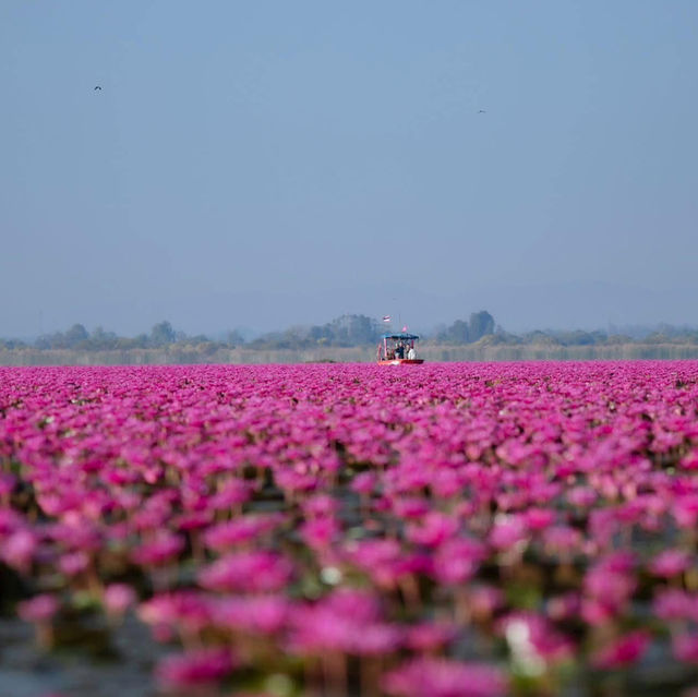ทะเลบัวแดงอุดรธานีบานแล้วนะรู้ยัง 