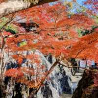 【滋賀紅葉】紫式部ゆかりの花の寺 石山寺紅葉