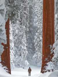 🎅🏼A day when  Christmas Came to Sequoia National Park