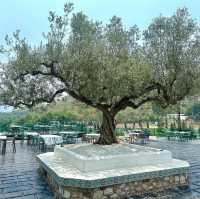 Oliva View De’cafe 
