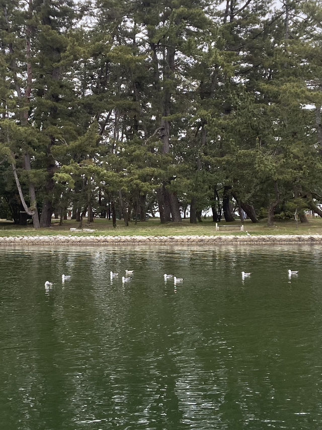 Amanohashidate Sandbar: A Heavenly Bridge