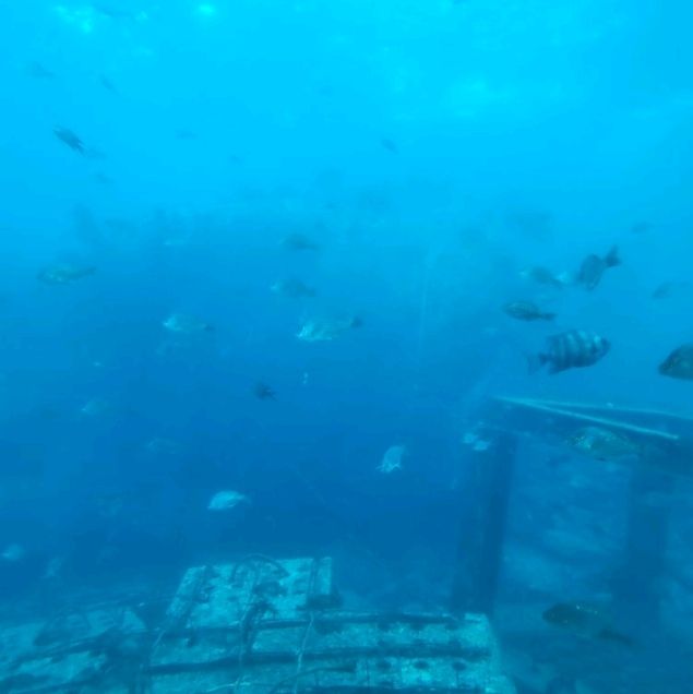 천부해중전망대에서 만난 바다 속 친구들 🐠