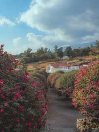 동화같은 빨간 동백꽃 풍경을 볼 수 있는 이곳“동백포레스트”