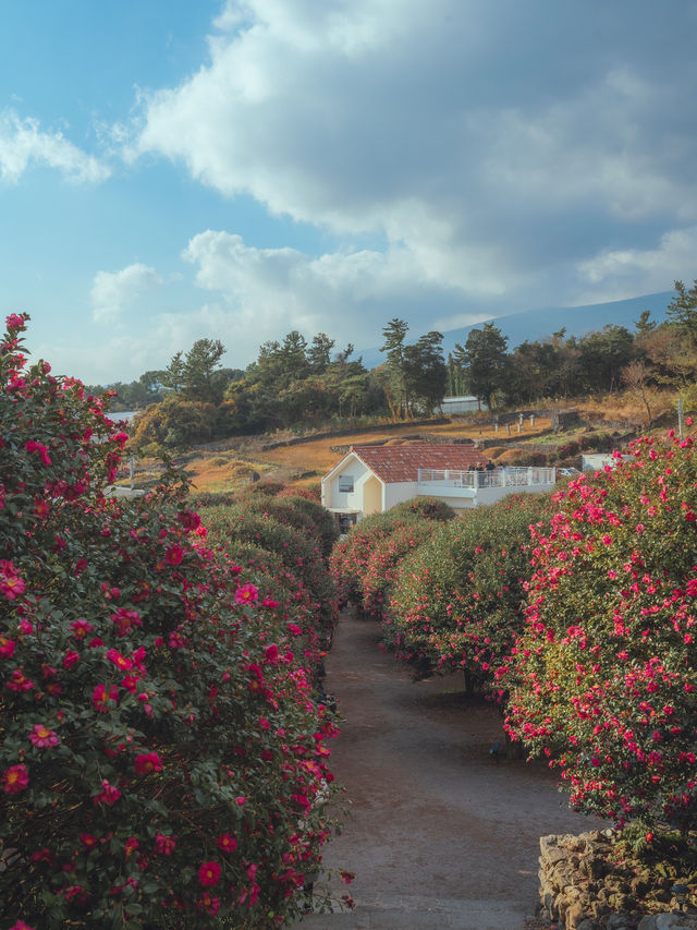 동화같은 빨간 동백꽃 풍경을 볼 수 있는 이곳“동백포레스트” 동화같은 빨간 동백꽃 풍경을 볼 수 있는 이곳“동백포레스트”