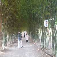 Hinoki Land