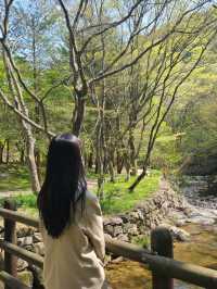 내장산