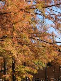 🍁【蓮花山公園紅葉秘境:陽光下的醉人秋色】🌞