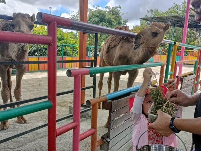 Discover Kids Friendly Malaysia Local Fruit farm at Desaru 