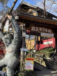 【宮城×冬の旅】間近で見られる100頭以上の放し飼いのキツネ    抱っこ体験も・・