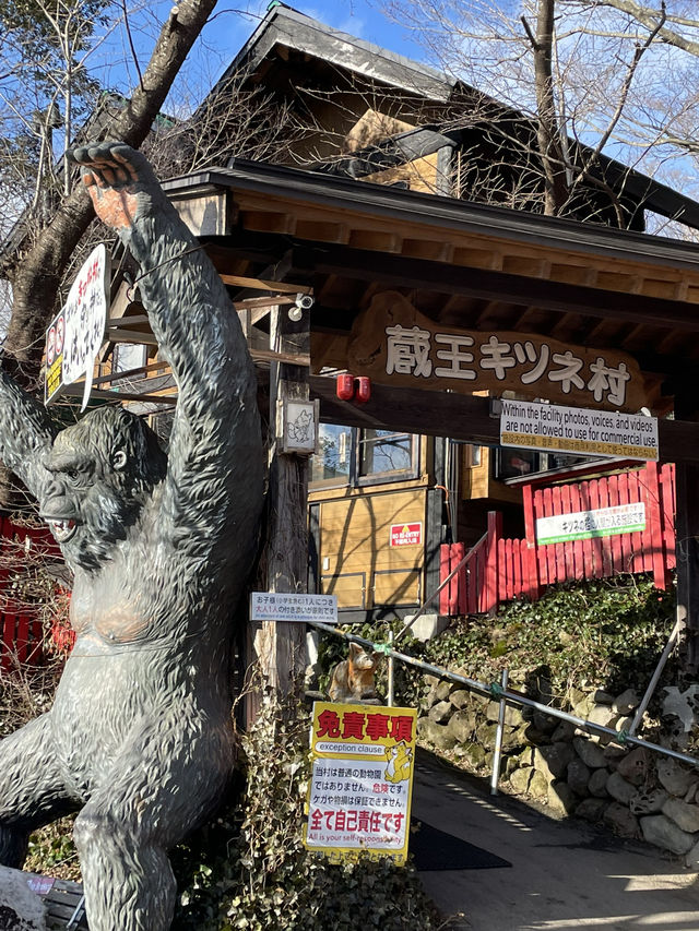 【宮城×冬の旅】間近で見られる100頭以上の放し飼いのキツネ    抱っこ体験も・・