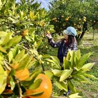 大吉大利新春採橘🍊去