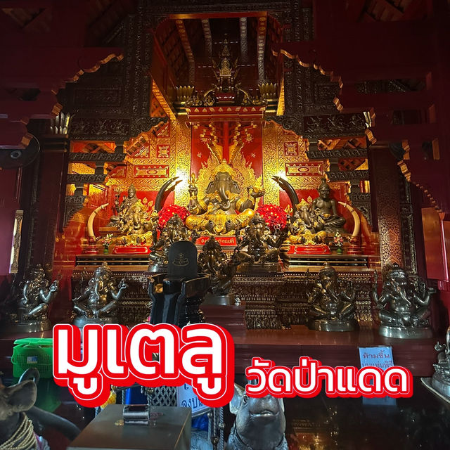 พามูวัดป่าแดด 🙏🏻