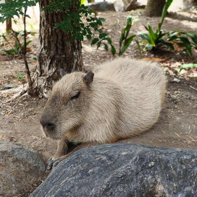 kobe animal kingdom สวนสัตว์ในร่ม แต่สัตว์เยอะมาก