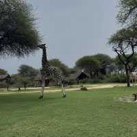 Nguuni Wildlife Sanctuary, Kenya 🇰🇪