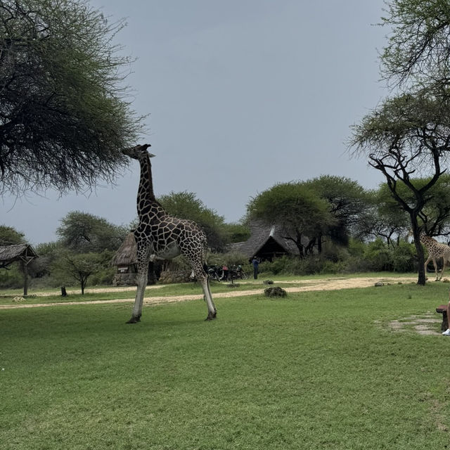 Nguuni Wildlife Sanctuary, Kenya 🇰🇪