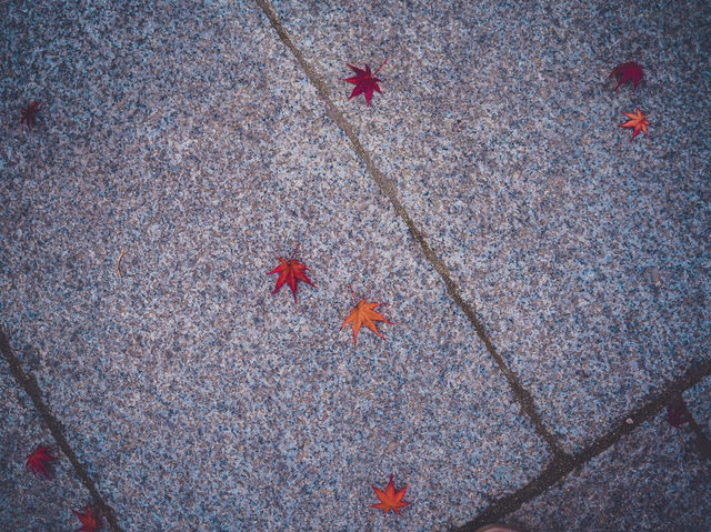 🍁秋色に染まる金剛峯寺で心癒されるひとときを🍁