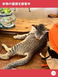 【ペナン島女子旅】猫好きは行かなきゃ損！お土産にも良い大人気の猫グッズ専門店！