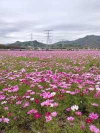 新春中山遊
