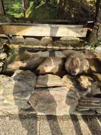 Capybaras in Onsen Bath at Nagasaki Bio Park