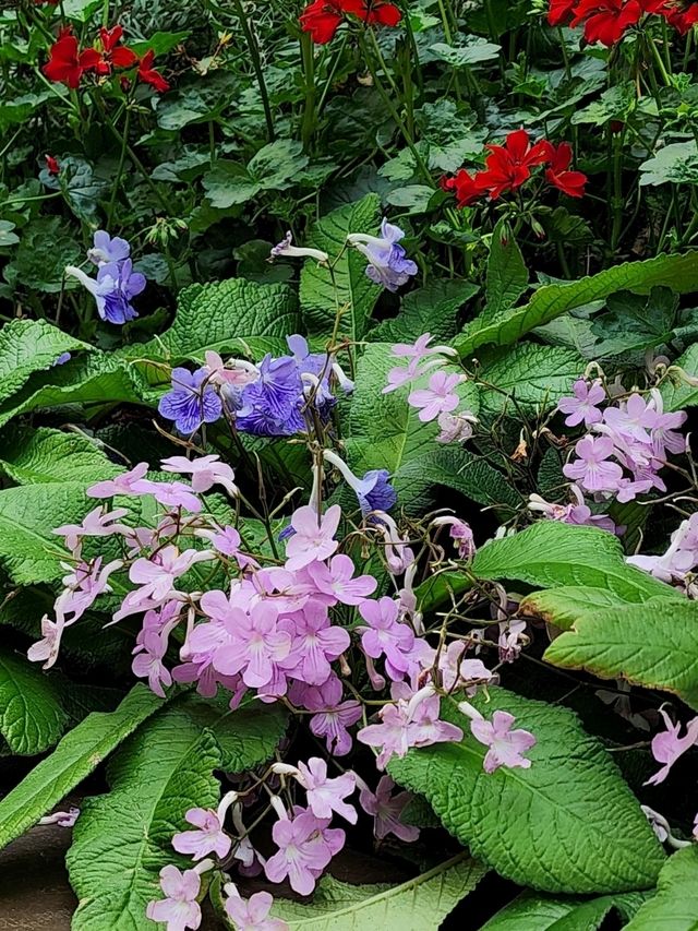 ✨Flower Dome Singapore