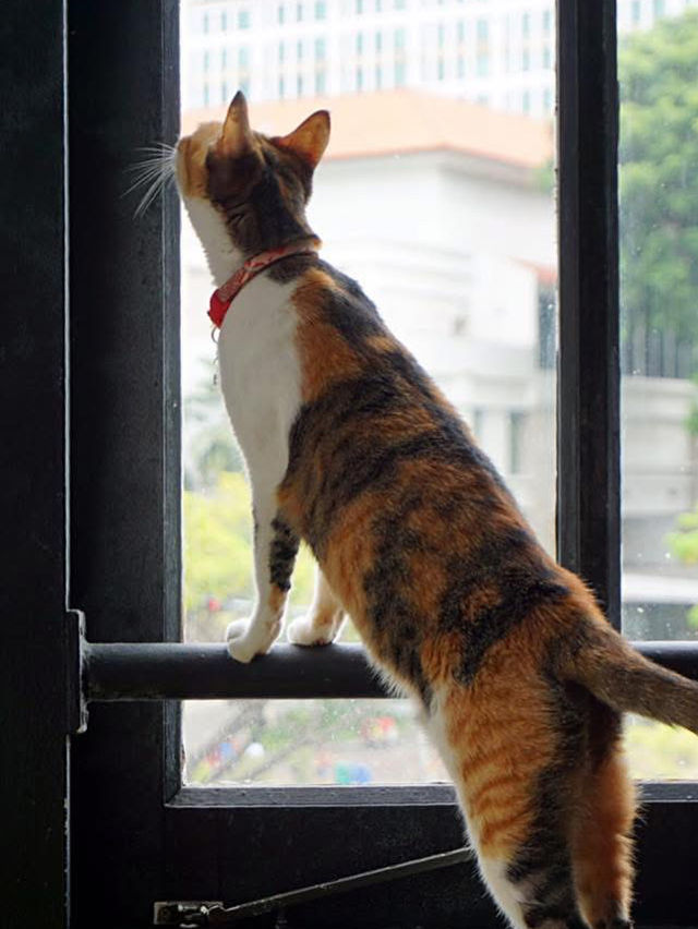 A Purr-fect Afternoon with a Dozen Cats at The Cat Café Bugis