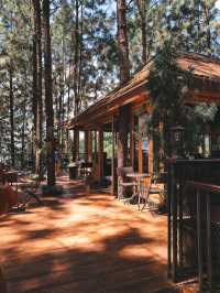 Cedar cafe ป่าสน เขาค้อ