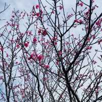 貓空漫遊-步道、美景與茶香的完美結合