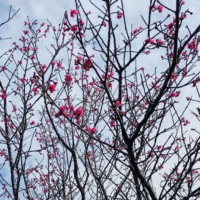 貓空漫遊-步道、美景與茶香的完美結合