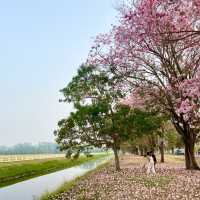 ถนนชมพูพันธุ์ทิพย์และอุโมงค์ยูคาลิปตัส