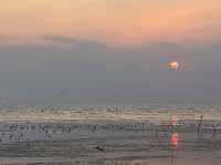 ชมนกนางนวล บางปู