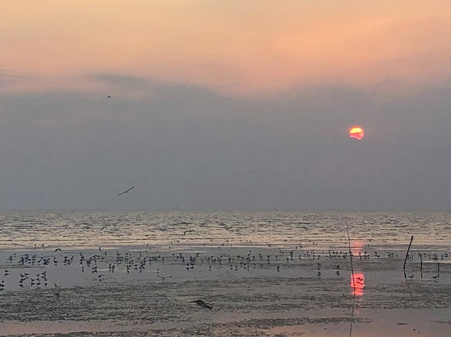 ชมนกนางนวล บางปู
