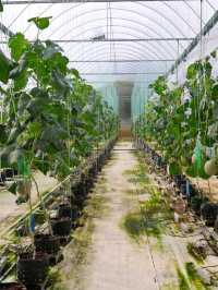 Tambun Musk Melon Agro Farm