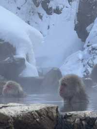 Jigokudani snow monkey Nagano