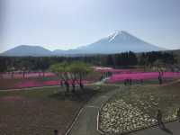 【静岡・富士山】芝桜まつり
