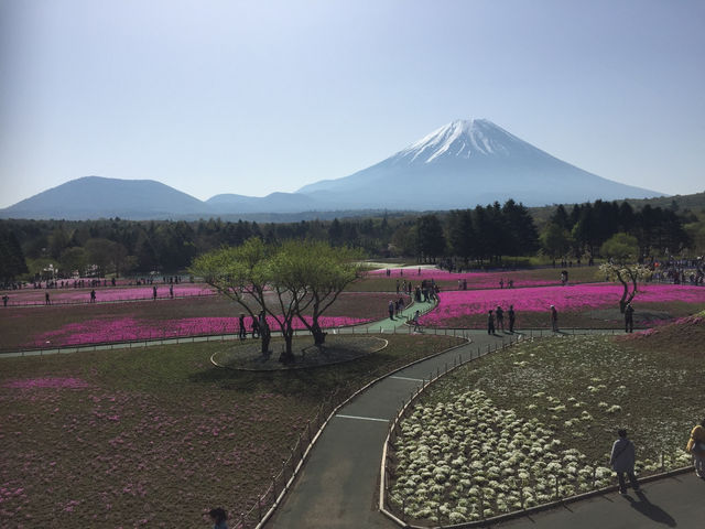 【静岡・富士山】芝桜まつり