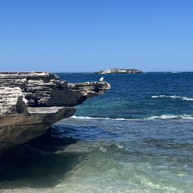 ロットネスアイランド🏝️🇦🇺