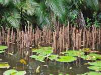 เรือมอญ ริมสวน