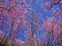 拉拉山櫻木花道/二馬山莊櫻花美景