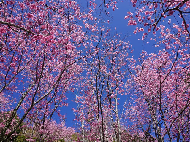 拉拉山櫻木花道/二馬山莊櫻花美景