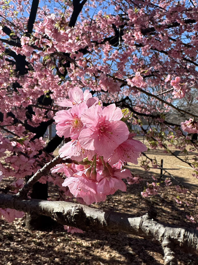 Early Sakura Blooms: Where to Catch Japan’s First Cherry Blossoms!