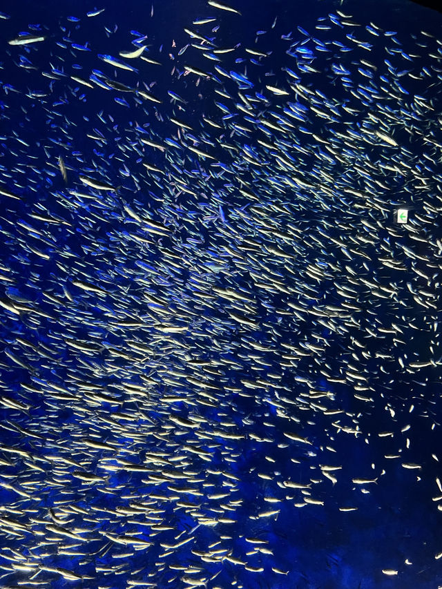 大分　🩵水族館🦭🐬
