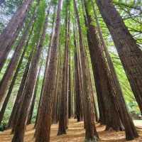 Great Otway National Park
