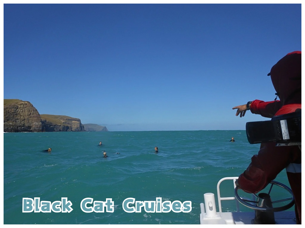 【NZ/アカロア】イルカと泳げるクルーズツアー＊Black Cat Cruises＊