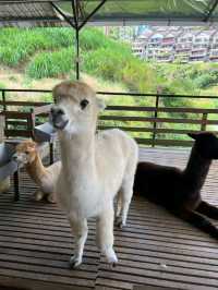 I 'sheep' them