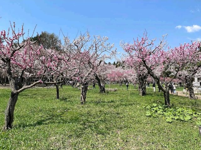 Maruyama Park
