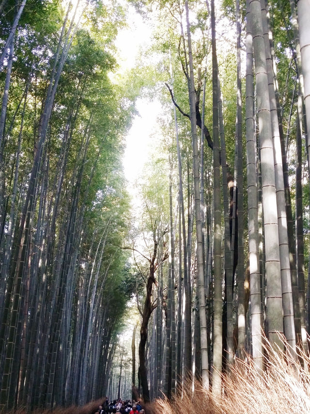 京都嵐山渡月橋—和服👘初體驗