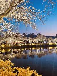 Capture the Beauty of Spring at Yeonhwaji Lake!