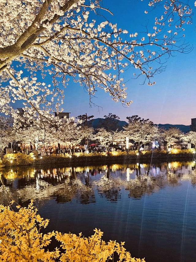 Capture the Beauty of Spring at Yeonhwaji Lake!