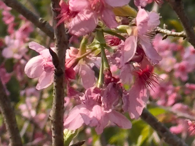 🌸 **觀景山櫻花園（赤鱲角南路）遊覽觀賞櫻花分享** 🌸