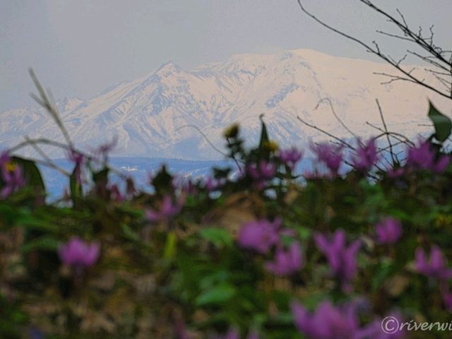 【北海道】知る人ぞ知るカタクリの群生地「男山自然公園」